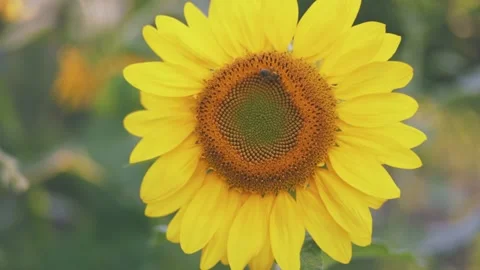 One sunflower close up Stock Footage 248077932
