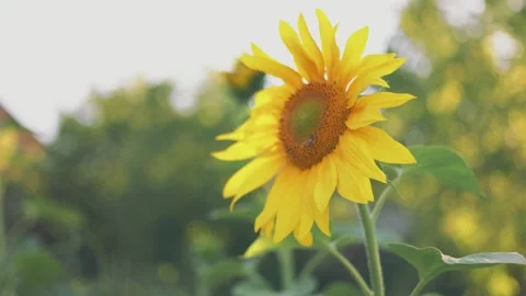 One sunflower close up Stock-Footage 248521509