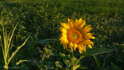 One sunflower facing the camera. Stock Footage 157728610