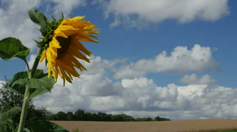 One sunflower in a field, agriculture summer day Stock Footage