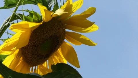 One sunflower head blue sky closeup Stock Footage 79276051