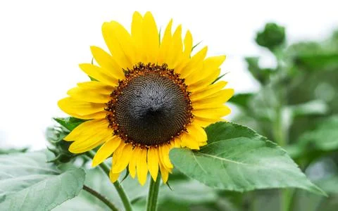 One sunflower on white background. Close-up shot. Stock Illustration