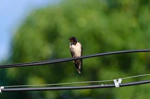 One Swallow does not make a summer Stock Photos