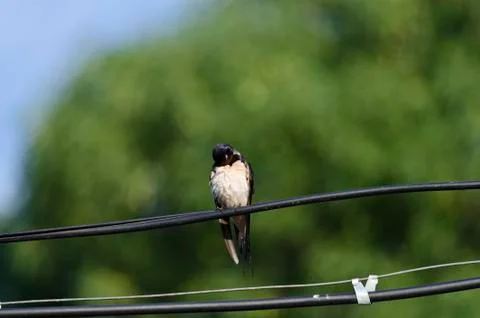 One Swallow does not make a summer Stock Photos