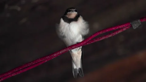 One swallow on a red wire, on a dark background Stock Footage 135922572