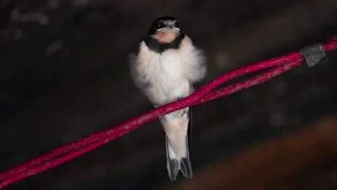 One swallow on a red wire, on a dark background Stock-Footage 137463279