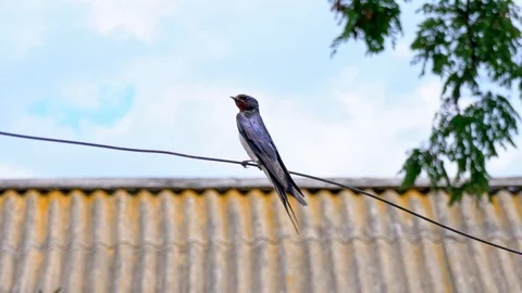 One swallow sits on the wire. The swallow watches as another swallow flies by. Stock Footage 99526276