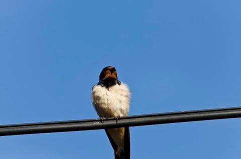 One Swallow on a wire Stock Photos