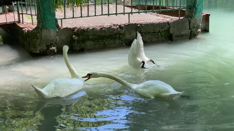 One swan bites another. Stock Footage 157770838