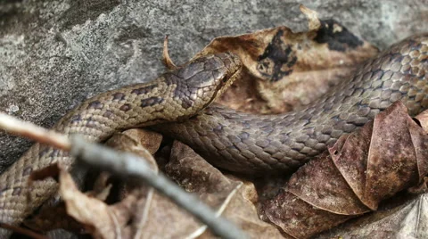 One of Sweden mighty rare smooth snake ( Coronella austriaca ) Stock Footage 63372830
