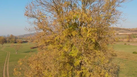 One tall yellow leaf tree on Indian summer autumn day Stock Footage 119489835