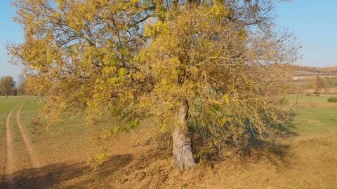 One tall yellow leaf tree on Indian summer autumn day Stock Footage 119490223