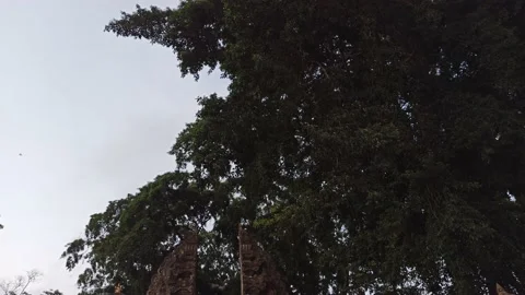 One of the Temples in Ubud - Bali Stock Footage 154546528