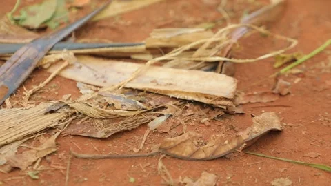 One termite with wings climb on dry leaves, flying termites migration. Stock Footage 211422922
