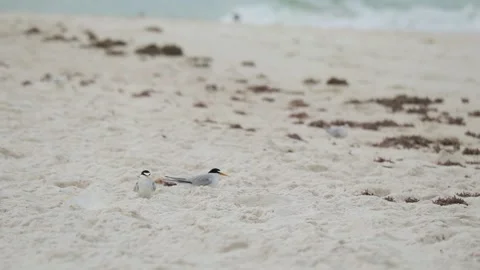 One Tern Shakes Itself on the Beach With Waves in the Background Video stock 133098020