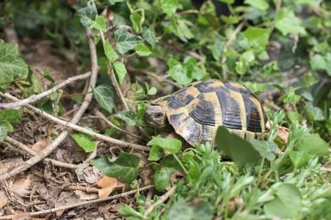 One Terrestrial tortoise Stock Photos