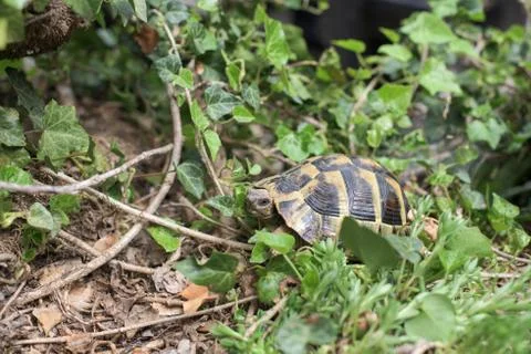 One Terrestrial tortoise Stock Photos