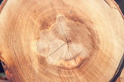 One textured cut of tree Stock Photos