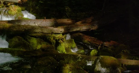 One of thousands of streams tumbling down the Cascade Mountains Stock Footage 124674313