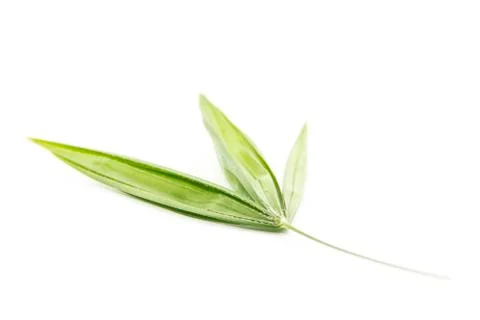 One to three leaflets natural back side Stock Photos