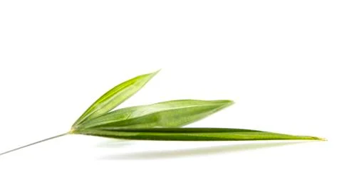 One to three leaflets natural form and shape Stock Photos