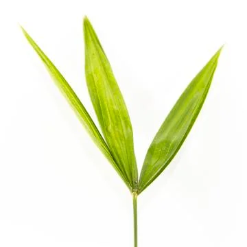 One to three leaflets natural form and texture Stock Photos