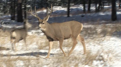 One Three Year Old Buck Intimidates Another Stock Footage 49220655