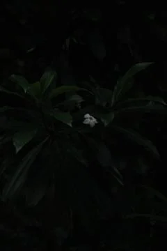 One throw in the dark Stock Photos