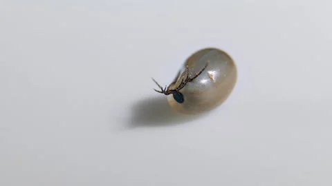 One Tick moves its paws and tries to roll over. Stock Footage 199621532