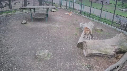 One tiger attacks another tiger in a playful manner Video stock 152387936