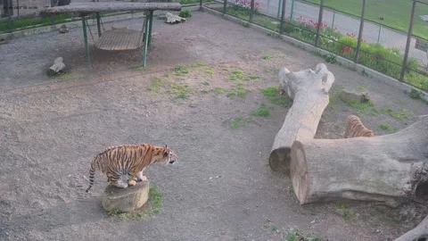 One tiger attacks another until he sees Stock Footage 153580270