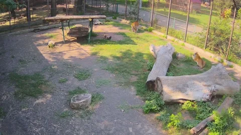 One tiger eating the grass while another having rest Stock Footage 158609425