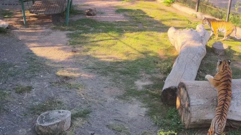 One tiger hides behind a log while another tiger is eating grass Stock Footage 160483140
