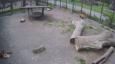 One tiger hunts a bird while another watches him Stock Footage 153605419