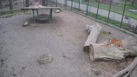 One tiger rest on the tree while another stay Stock Footage 152633874