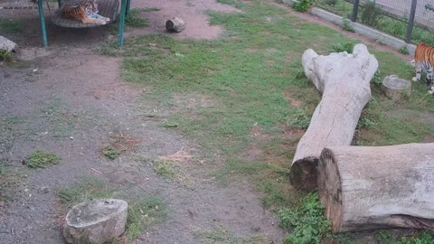 One tiger is resting another tiger is eating grass Video stock 160106276