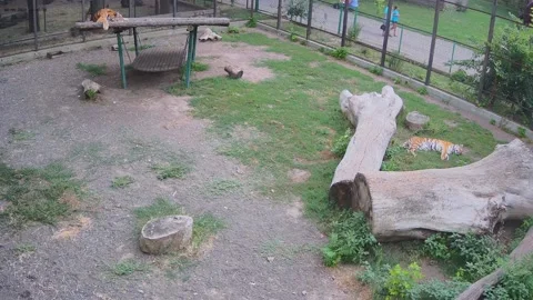 One tiger is resting on the lawn another on the roof of the swing Stock Footage 158609426