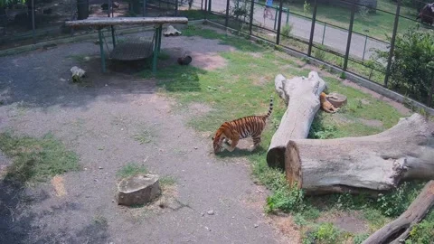 One tiger is sleeps another one eat grass Stock Footage 157808202