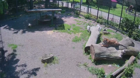 One tiger is slipoing another one walking Stock Footage 155287918