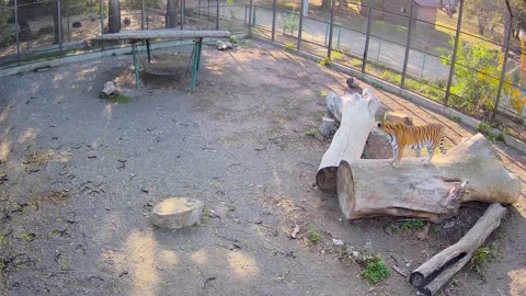 One tiger stand on the tree Stock Footage 145058614