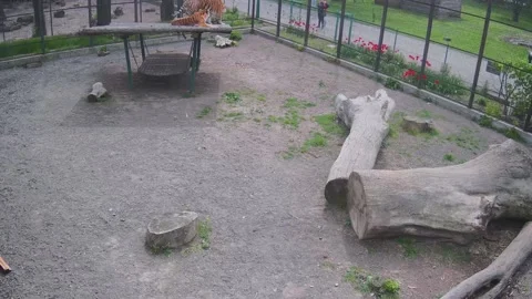 One tiger walking around the cage another laying on the swing Video stock 153897762