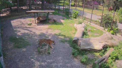 One tigre laying on the swing another one walling around the cage Stock Footage 157270219