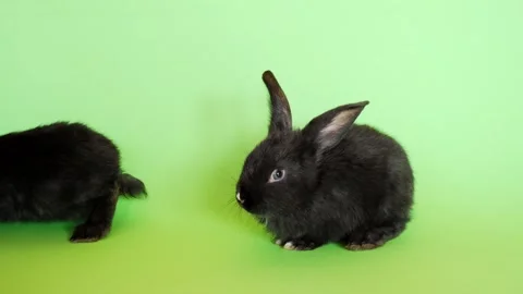 One tiny black rabbit sitting on green chroma key background. Isolated bunny Stock Footage 274047804