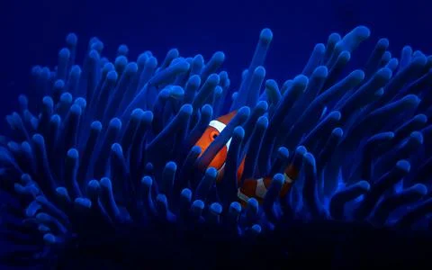 One tiny orange clownfish hides in a bright blue anemone Stock Photos