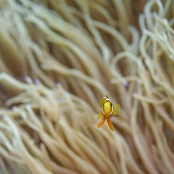 One tiny tropical yellow fish on the background of an anemone in the ocean Stock Photos