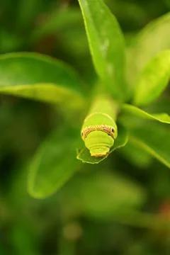 One Tiny Vivid Green Lime Swallowtail Caterpillar Resting on a Lime Tree Leaf Stockfoto's