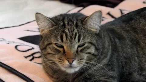 One Tired Kitty.  He's falling asleep on the bed, but won't close his eyes. Vídeo Stock 146299085
