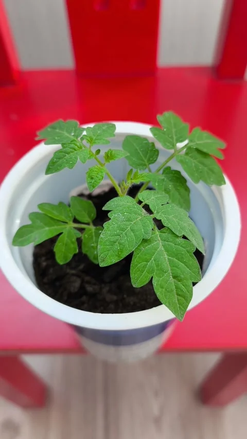 One tomato seedling front view Stock Footage 333943080