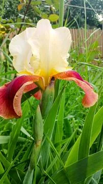 One Toned Bearded Iris in Bloom Stock-Fotos