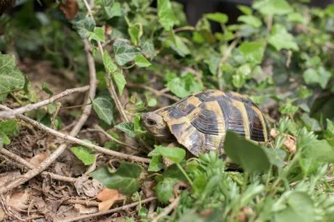 One tortoise in a grass Stock Photos